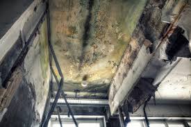 Best Commercial Mold Inspection in New Paris, IN